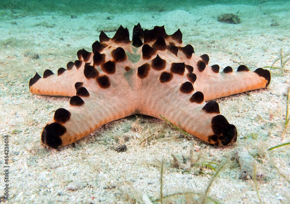 A Protoreaster nodosus sea star Boracay Island Philippines