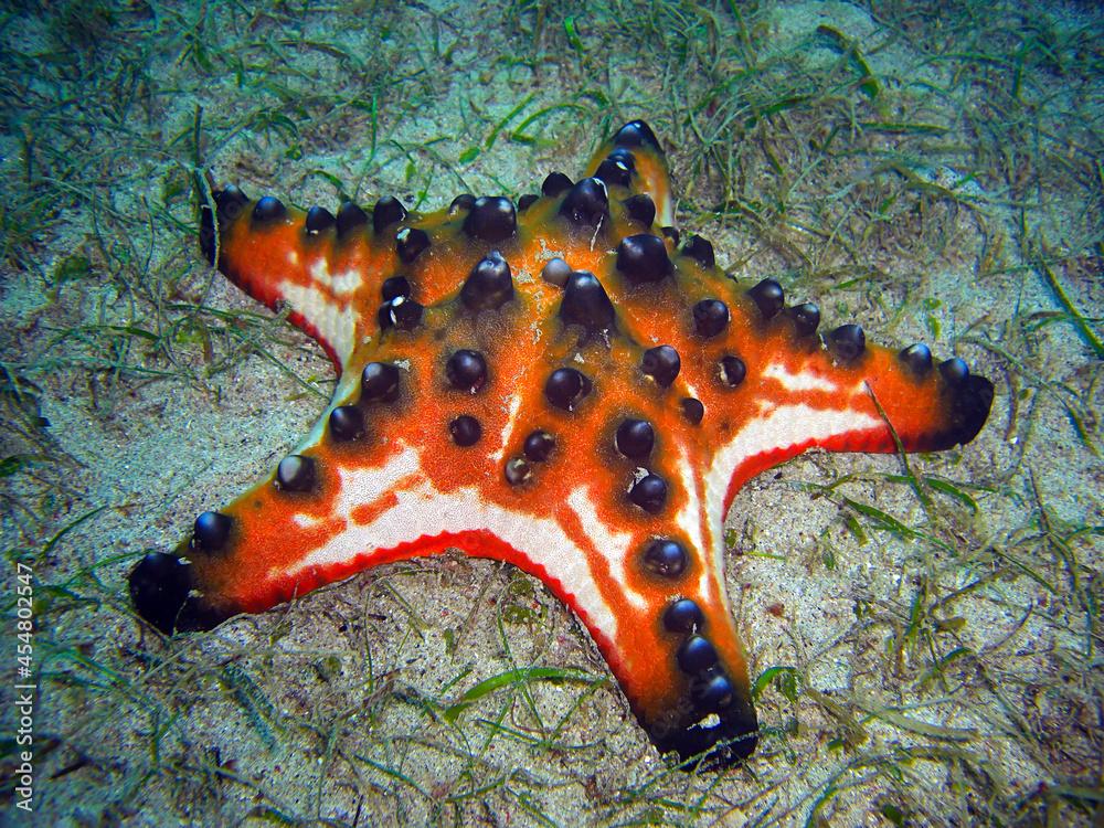 Chocolate chip sea star (Protoreaster Nodosus) in the filipino sea 13.12.2011