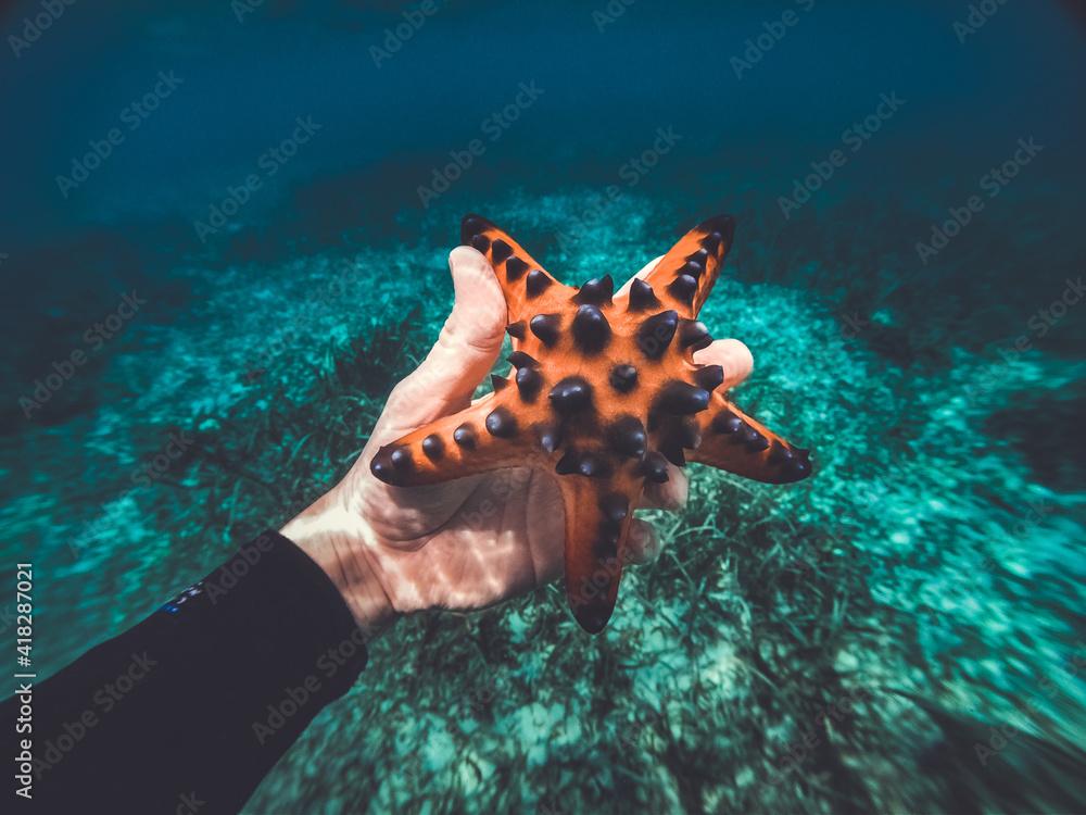 Closeup shot of a beautifulhorned sea star captured underwater