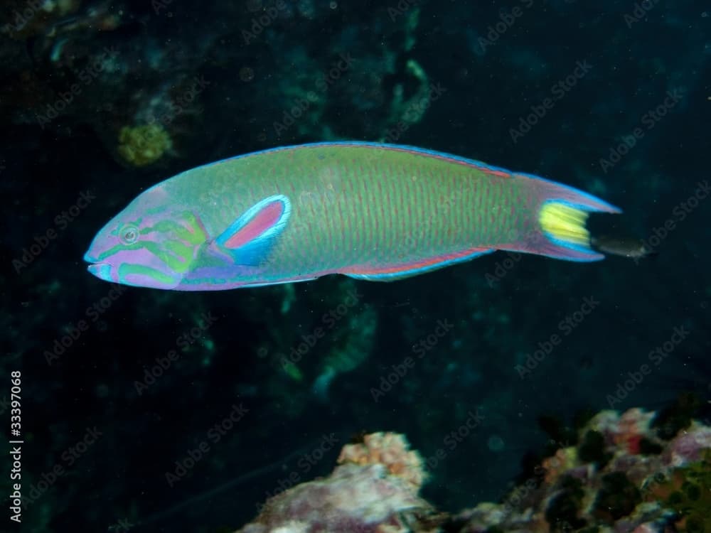 Moon Wrasse - Thalassoma lunare