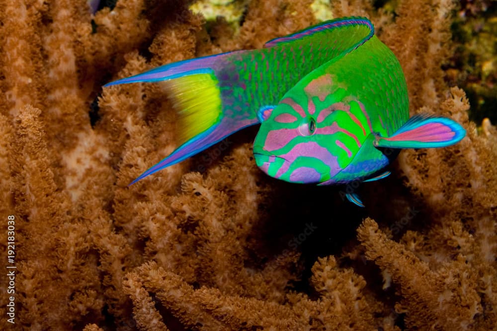 Lyretail Wrasse in front of Coral Landscape