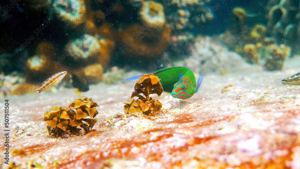 Underwater photo of beautifully bright sunset wrasse swimming among coral reefs in Andaman Sea. Small tropical sea fish on snorkeling or dive on tropical island. Marine life of Thailand