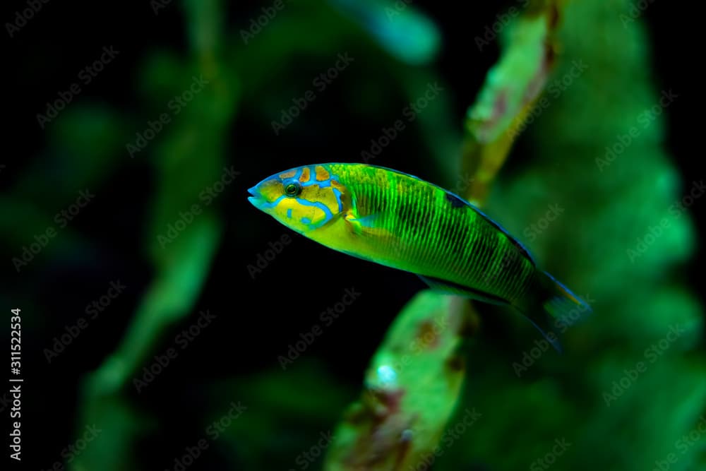 Sunset Wrasse fish Thalassoma lutescens