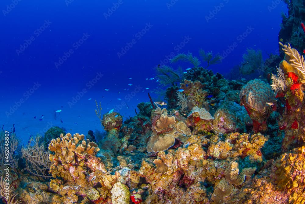 Coral reef and sand bottom (Grand Cayman, Cayman Islands)