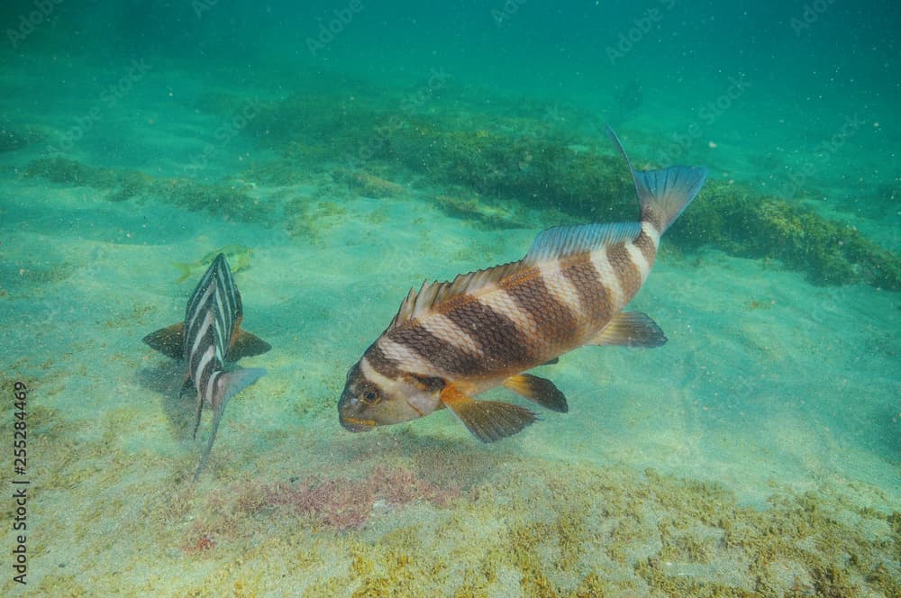 Two banded morwongs Cheilodactylus spectabilis feeding on hard algae from flat bottom of mixed sand and rocks.