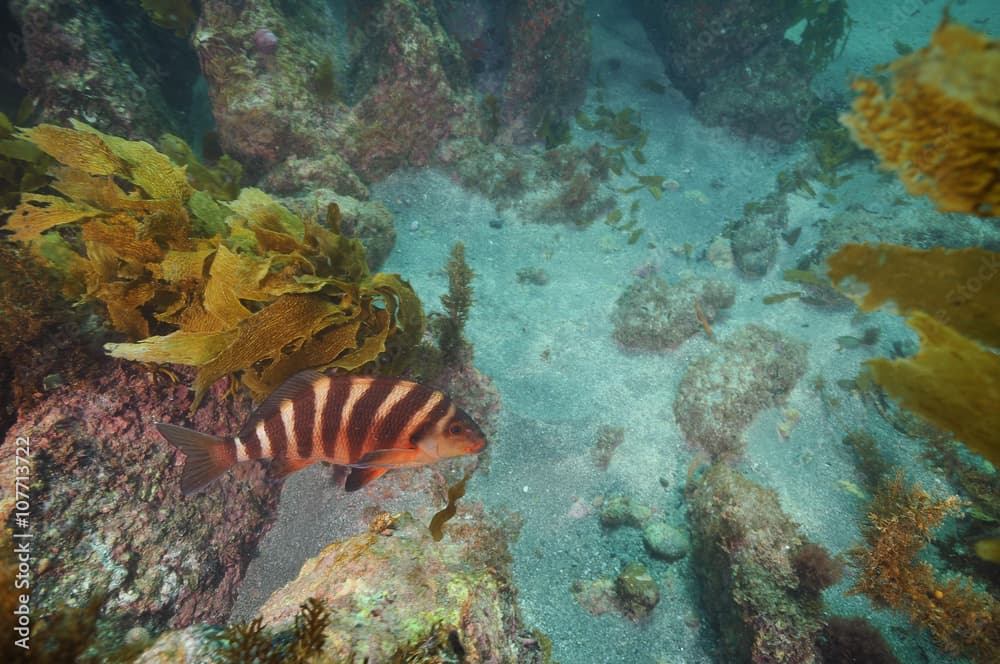 Red moki Cheilodactylus spectabilis viewed from above swimming over mixed bottom of sand and rocks.