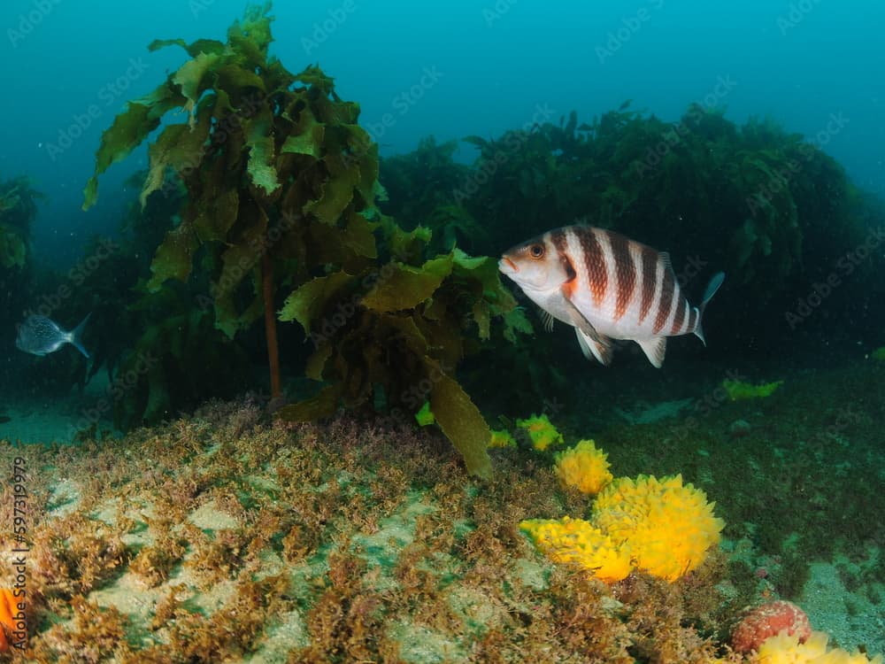 Banded morwong Cheilodactylus spectabilis among brown seaweeds and bright sponges. Location: Leigh New Zealand