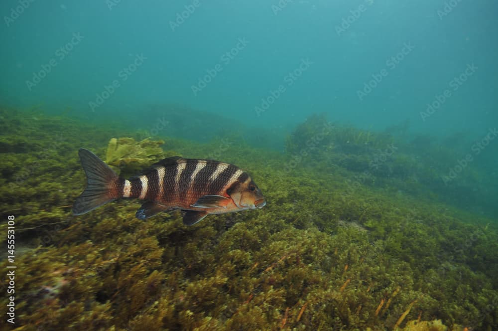 Red moki Cheilodactylus spectabilis swimming above pasture of short brown sea weeds on flat bottom.