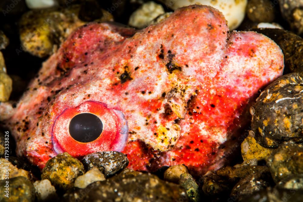 Reptilian snake eel