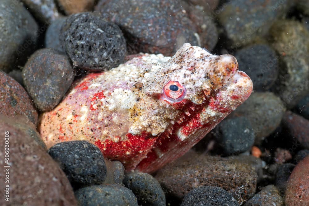 Reptilian Snake Eel -Brachysomophis henshawi. Sea animals of Bali, Indonesia.