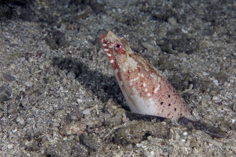 Henshaw's snake eel (Brachysomophis henshawi)