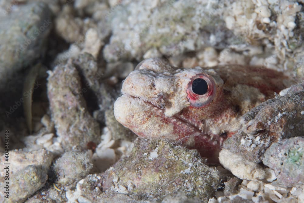 Reptilian snake eel - Synanceia verrucosa