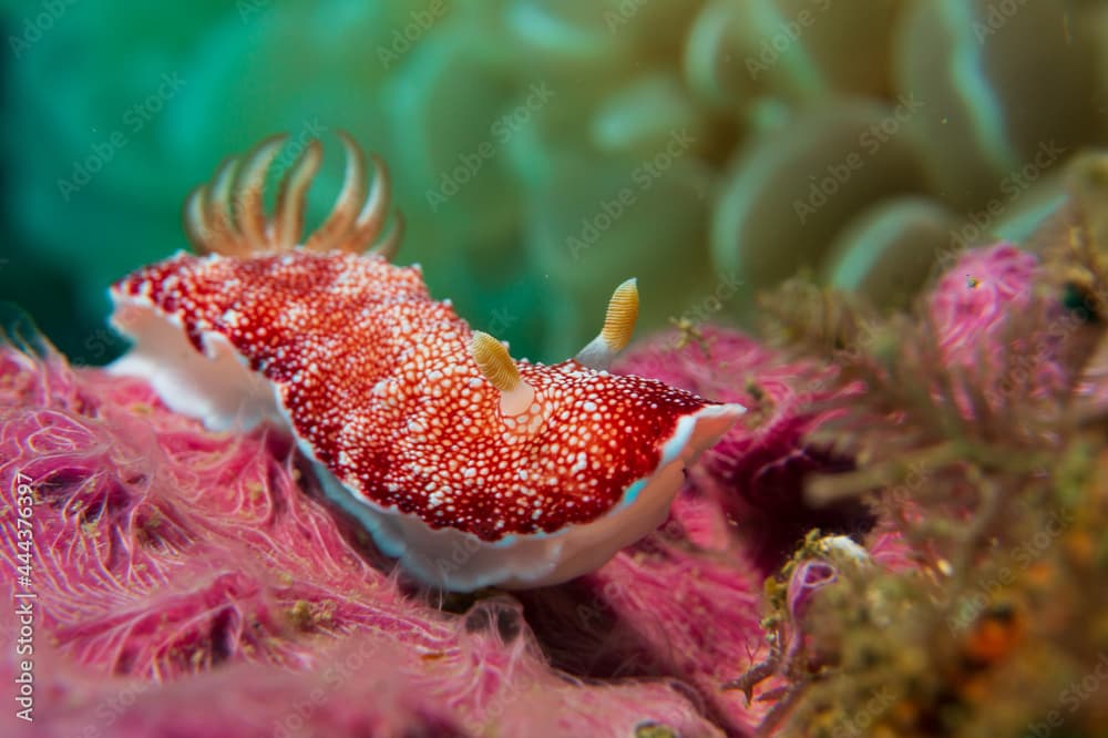 Reticulated Chromodoris (Goniobranchus reticulatus or Chromodoris reticulata) nudibranch or sea slug at Little Lembeh II dive site in Sogod Bay, Southern Leyte, Philippines. 