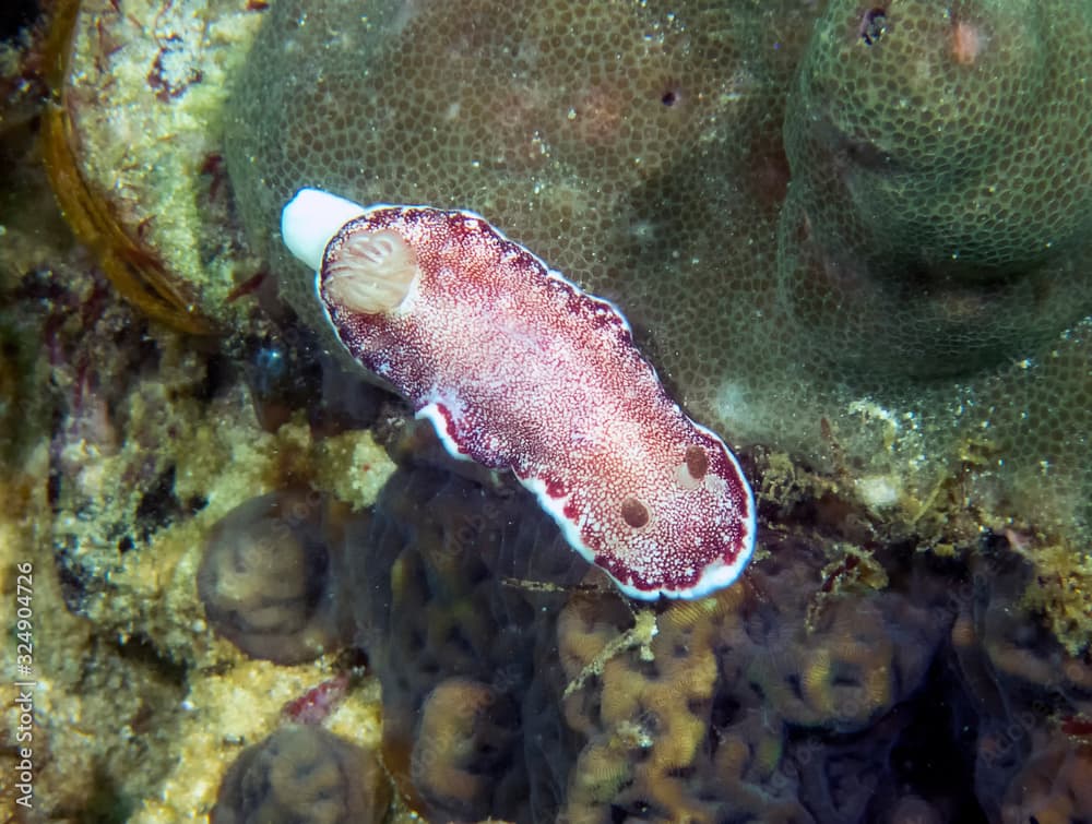 A close up of a Goniobranchus reticulatus nudibranch