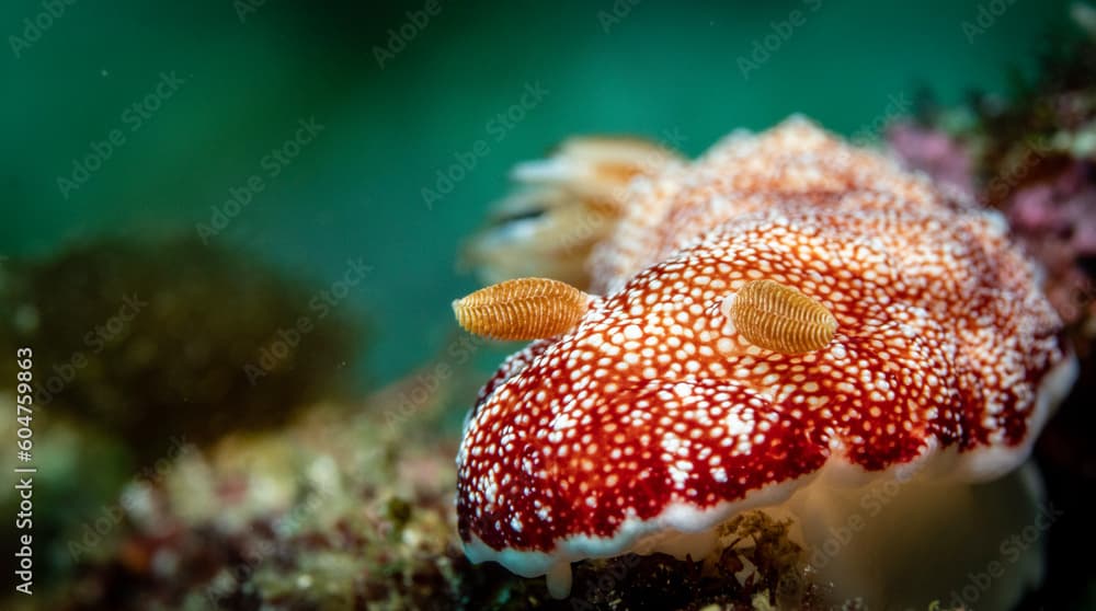 Nudibranch (𝘎𝘰𝘯𝘪𝘰𝘣𝘳𝘢𝘯𝘤𝘩𝘶𝘴 𝘳𝘦𝘵𝘪𝘤𝘶𝘭𝘢𝘵𝘶𝘴)
 Shot in Anilao, Batangas, Philippines 