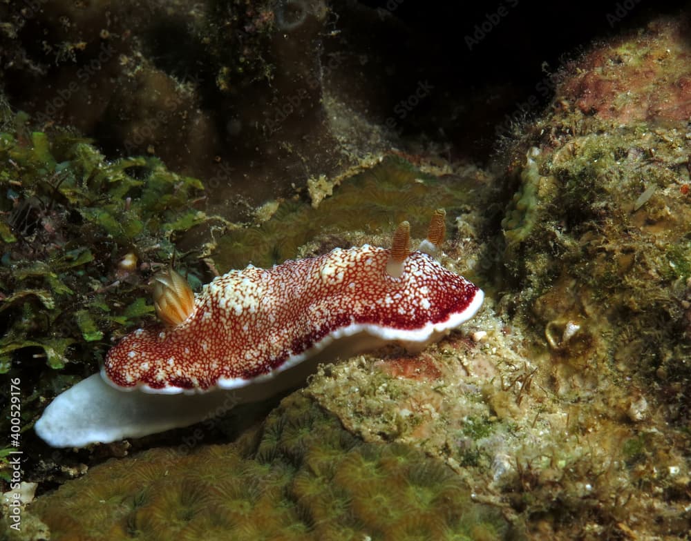 A Goniobranchus reticulatus nudibranch crawling on corals Boracay Philippines