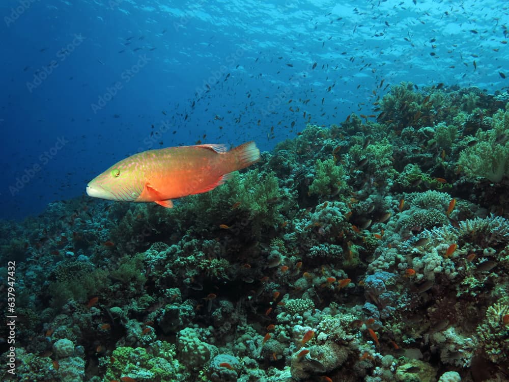  A Bandcheek wrasse Oxycheilinus digramma