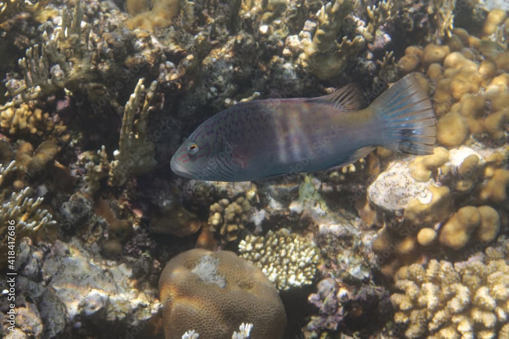 Cheek-lined wrasse (Oxycheilinus digramma) in Red Sea