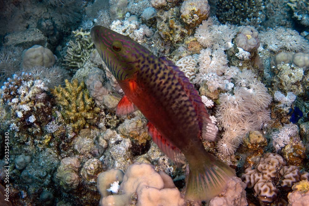 A Cheeklined Splendour Wrasse (Oxycheilinus digramma) in the Red Sea, Egypt