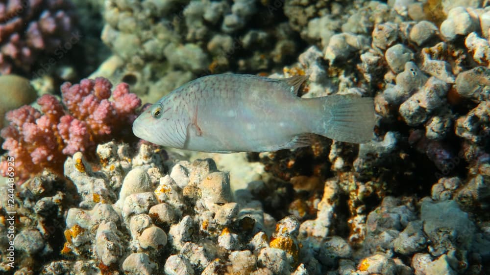  Cheek-lined wrasse (Oxycheilinus digramma)