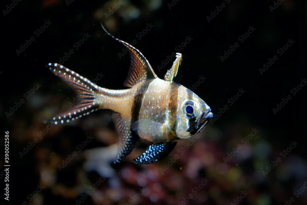 Pterapogon kauderni, Banggai cardinal fish in the dark ocean water. Sea fish from Indonesia in Asia. Underwater life, wildlife nature.