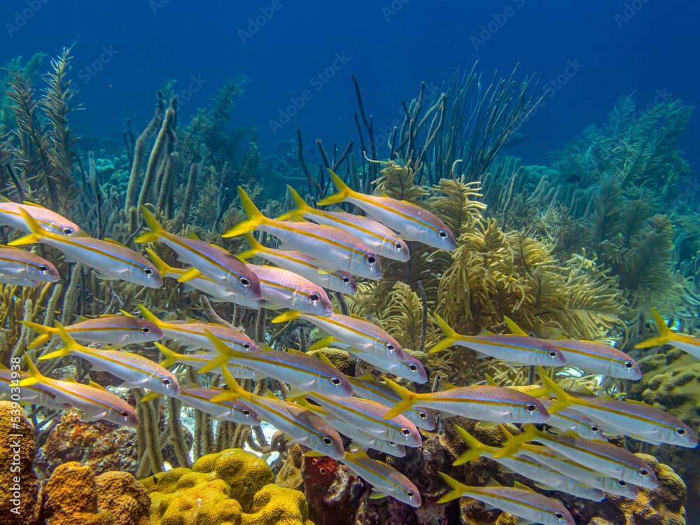 yellowtail snapper,Ocyurus chrysurus