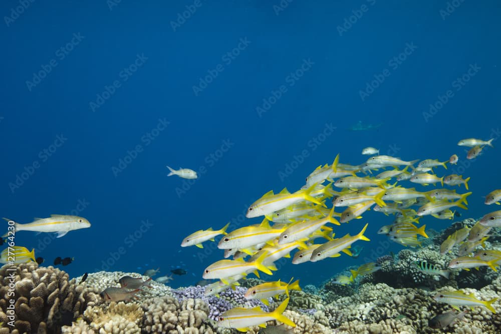 Yellowtail snapper Ocyurus chrysurus