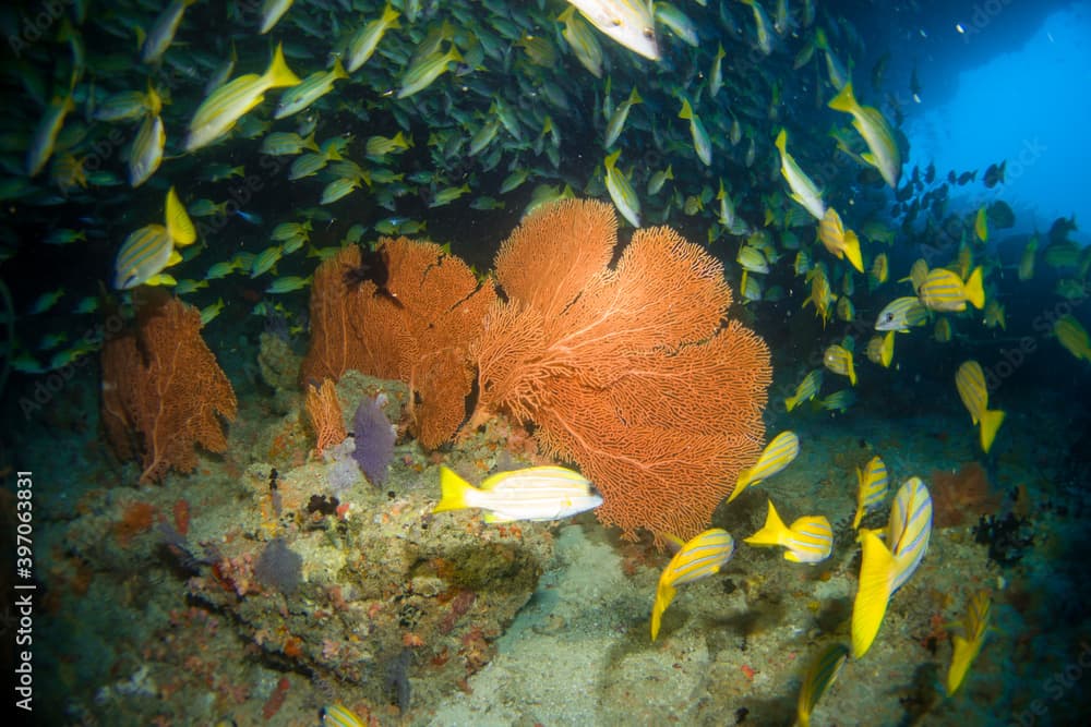 School of yellow snappers (Ocyurus chrysurus) on the Maldives