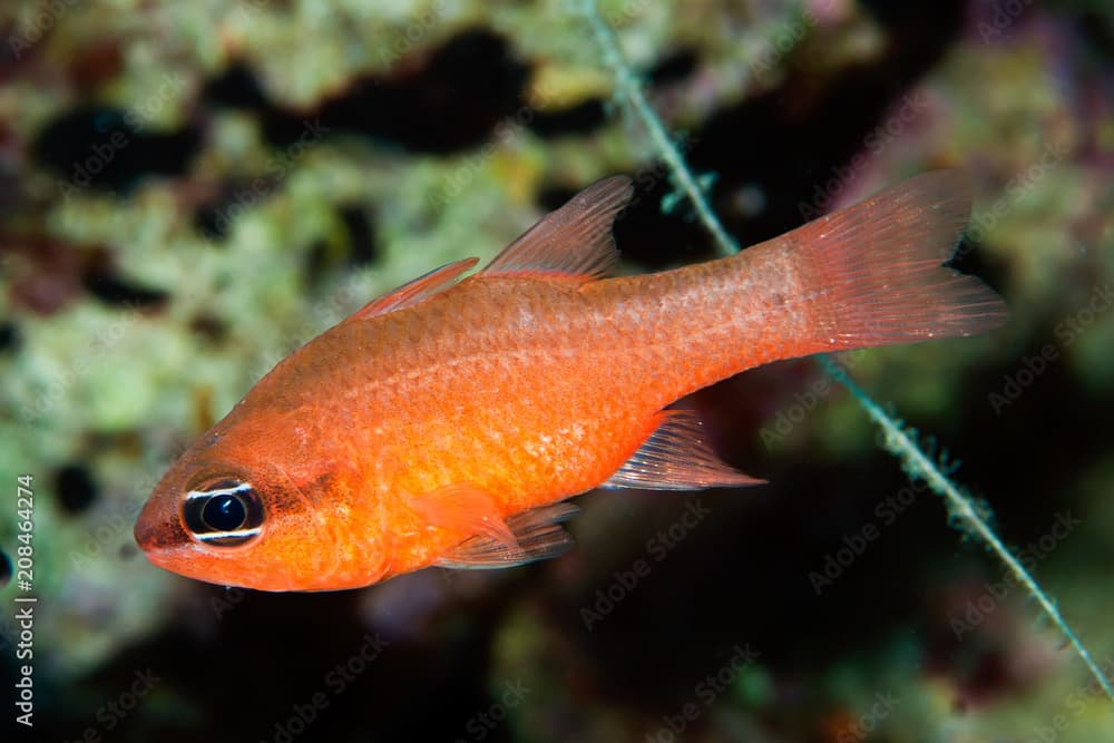 Cardinalfish