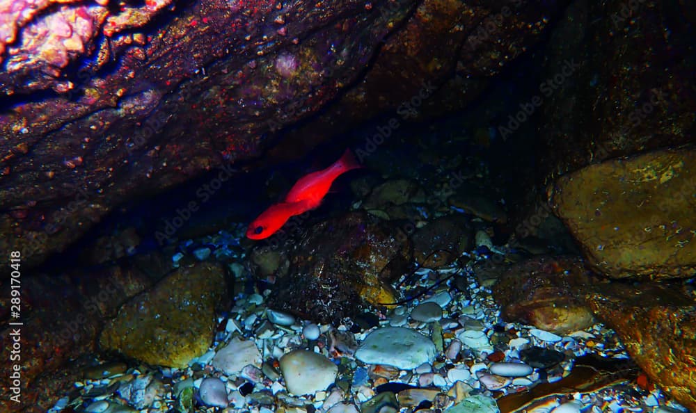 Apogon imberbis - Mediterranean Cardinalfish, King of the Mullets