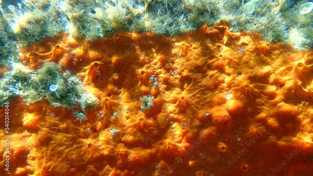 Red encrusting sponge or orange-red encrusting sponge (Crambe crambe) undersea, Aegean Sea, Greece, Halkidiki