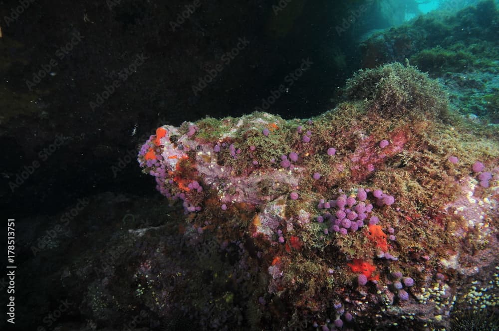 Rock covered with purple compound tunicates and red encrusting sponges in shade of overhang.