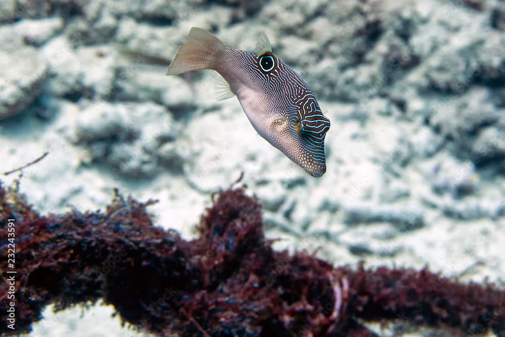 Fingerprint Toby Fish in Moalboal, Cebu, Philippines