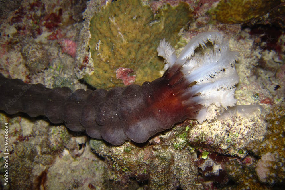 Synapta Maculata - Sea Cucumber - Spotted Worm Sea Cucumber - Snake Sea Cucumber