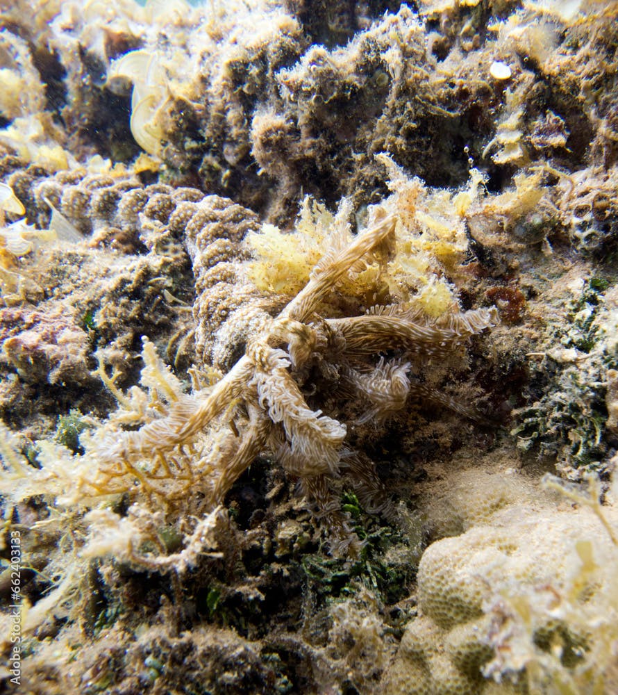 Close up portrait of snake sea cucumber