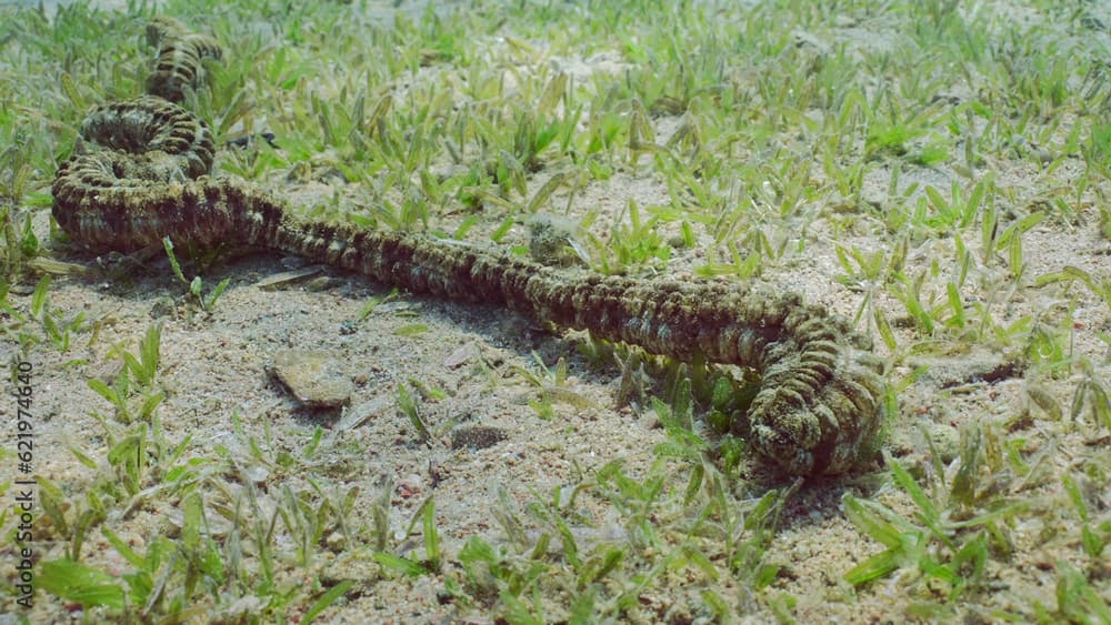 Giant Synaptid Sea Cucumber or Snake Sea Сucumber (Synapta maculata) lies on sandy bottom covered with green Smooth ribbon seagrass (Cymodocea rotundata), Red sea, Egypt