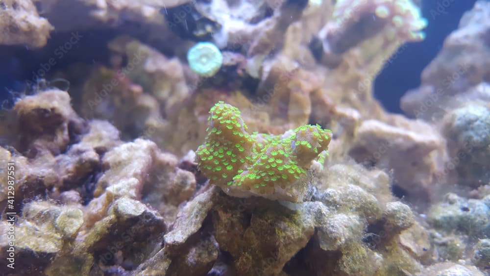 Montipora danae or confusa are encrusting types of Montipora.