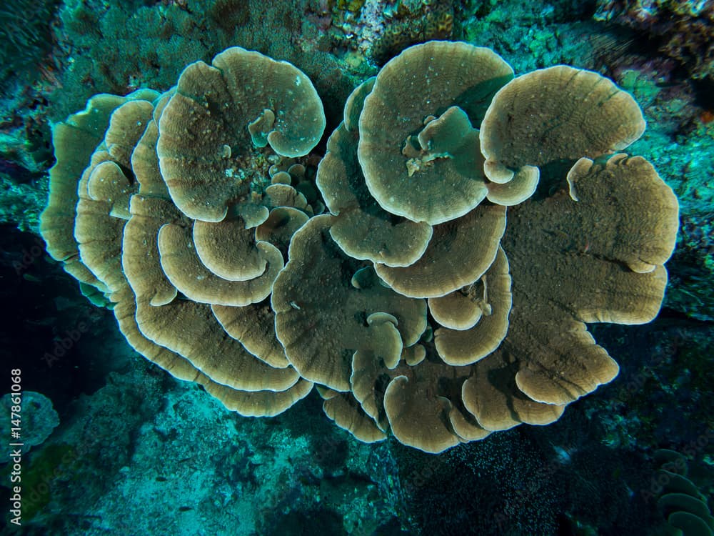 leaf plate montipora