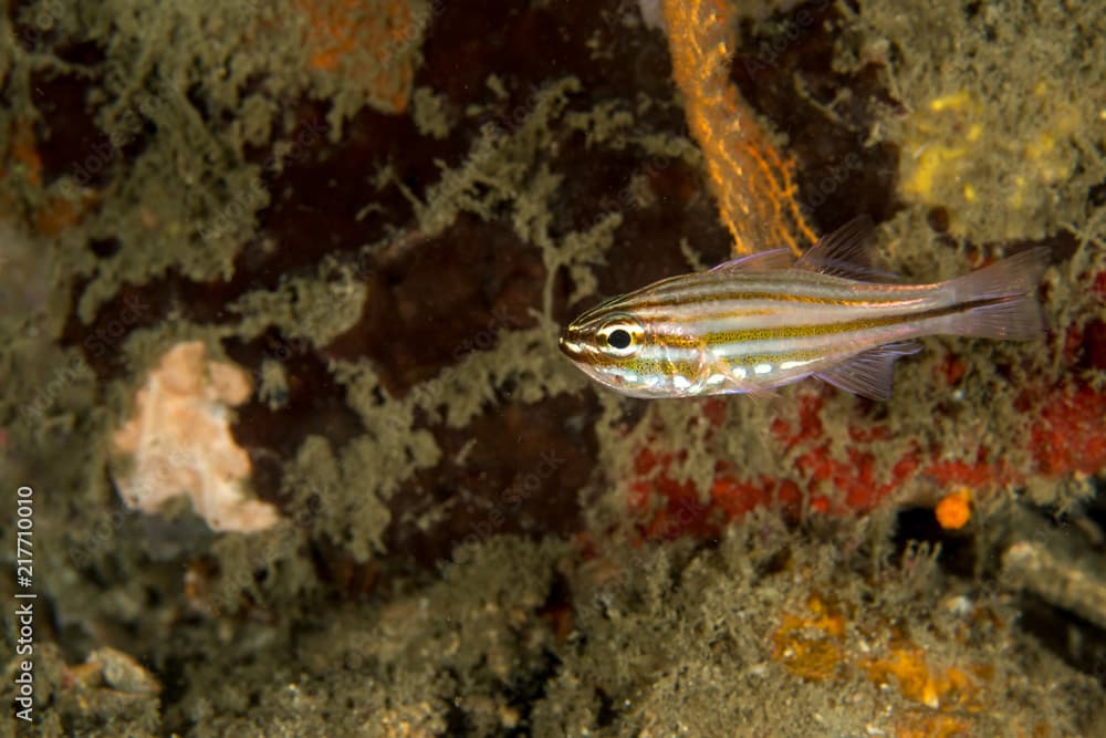 Yellowstriped Cardinalfish, Ostorhinchus Cyanosoma. 