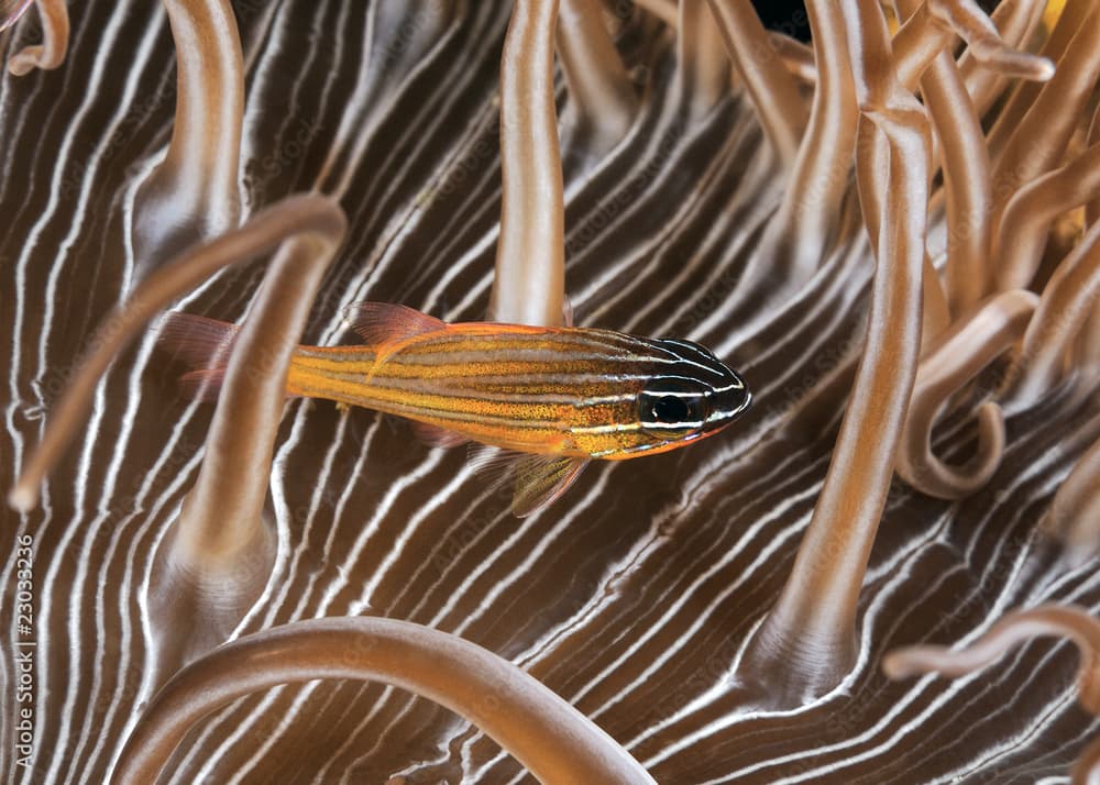 Cardinal fish in anemone.