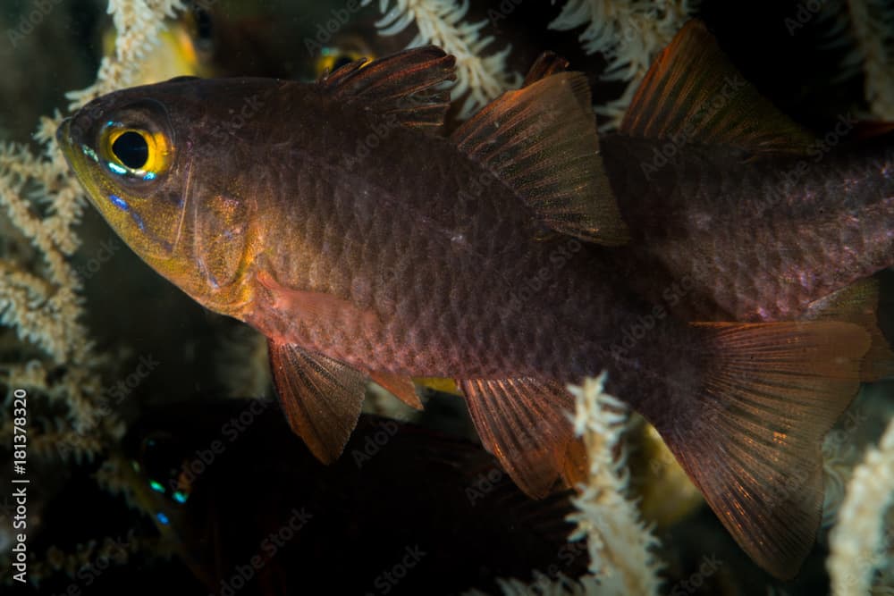 yellow eye cardinalfish closeup