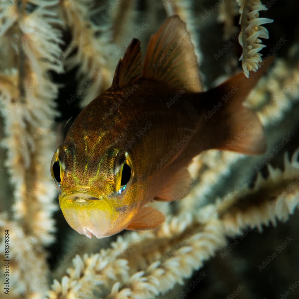 yellow eye cardinalfish closeup