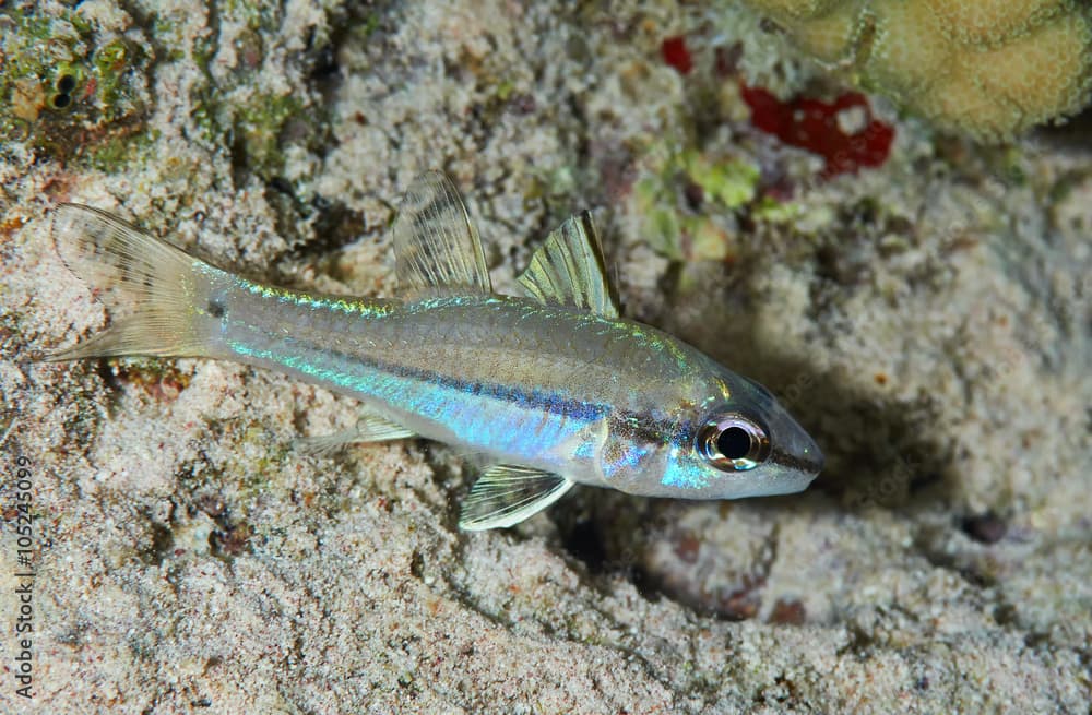 Narrowstripe cardinalfish