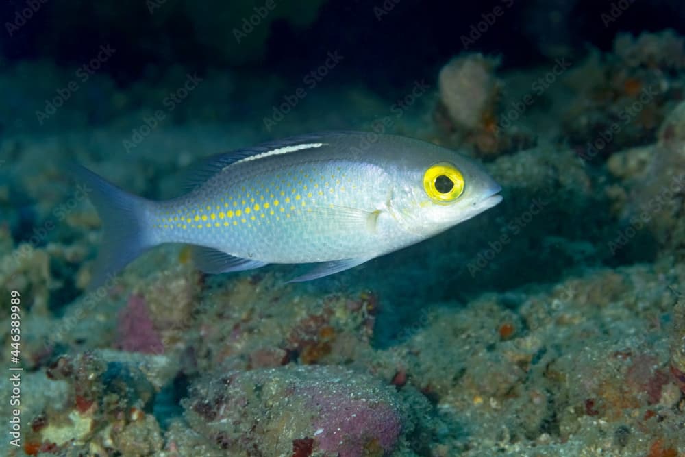 Tropical Pristiapogon exostigma fish underwater