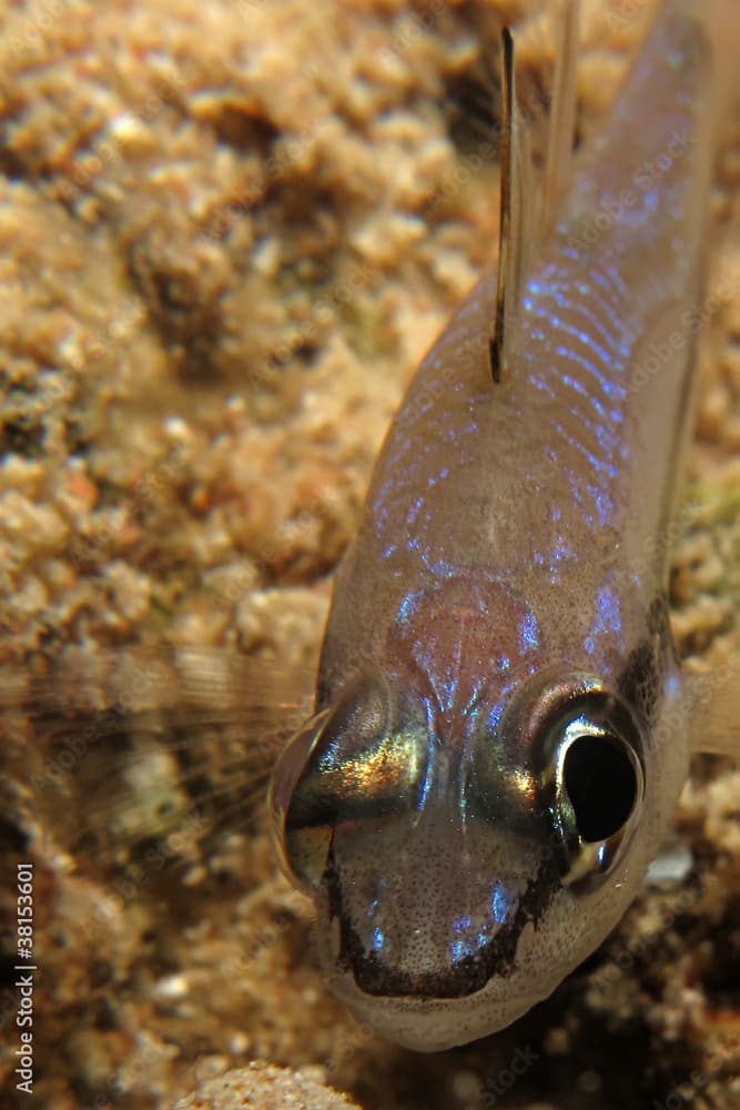 Eyeshadow cardinalfish (Apogon exostigma)