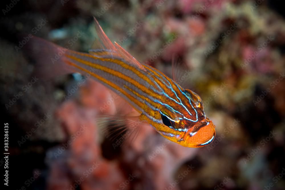 Wild Wonders of Taiwan