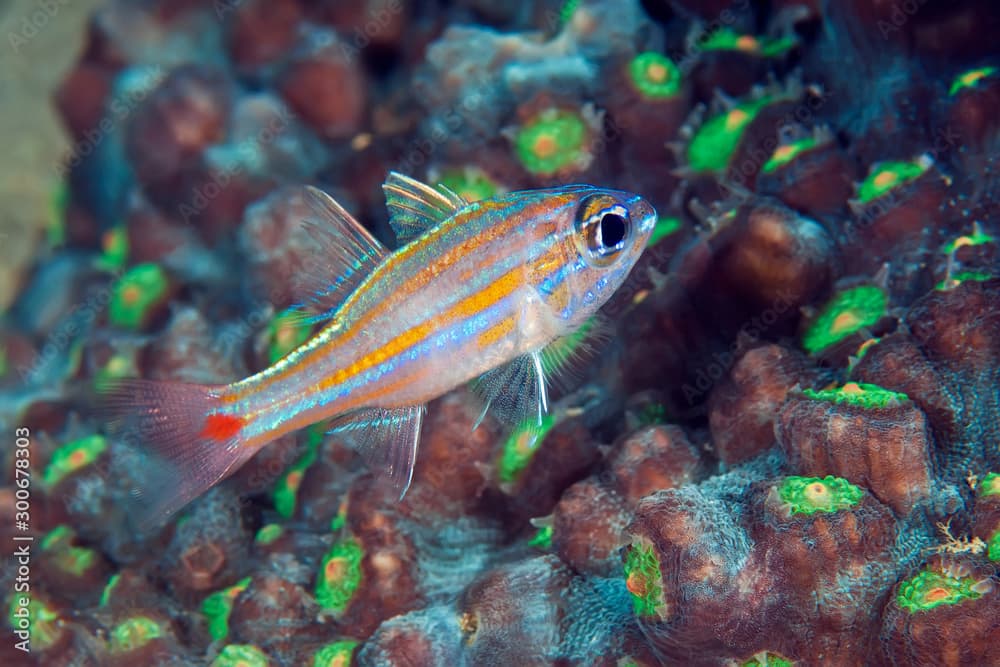 Orange-lined cardinalfish (Apogon cyanosoma) in corals. Philippines.