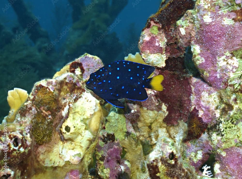 Juvenile Yellowtail Damselfish (Jewelfish) on the reef