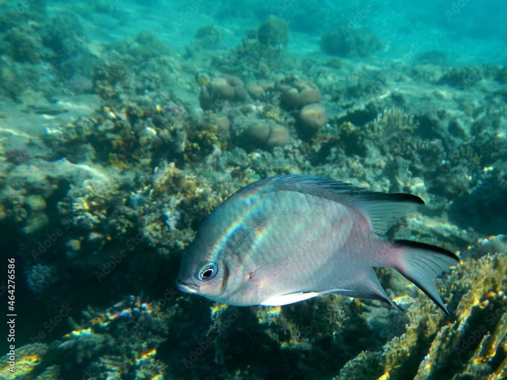 Grauer Riffbarsch / Yellowbelly damselfish / Amblyglyphidodon leucogaster