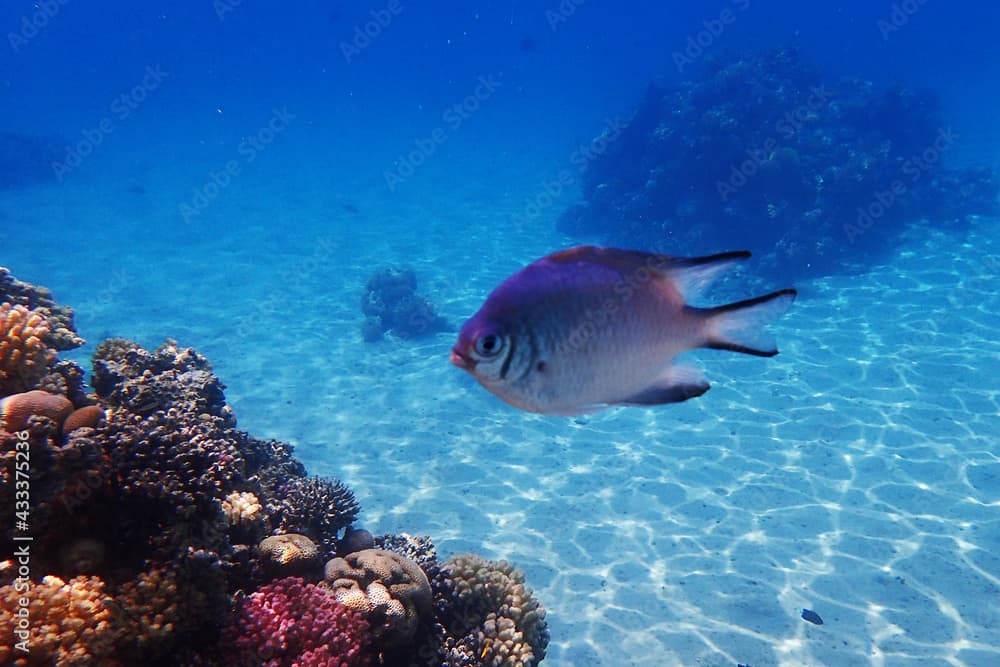 Whitebelly damsel fish (Amblyglyphidodon leucogaster) fish